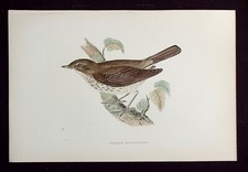 THRUSH NIGHTINGALE, original