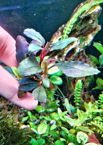Bucephalandra silat purple - silat,