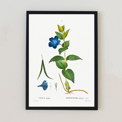 Vintage botanical flower - vintage,