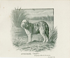 OTTERHOUND NAMED DOG LITTLE ANTIQUE 1895 DOG ART PRINT