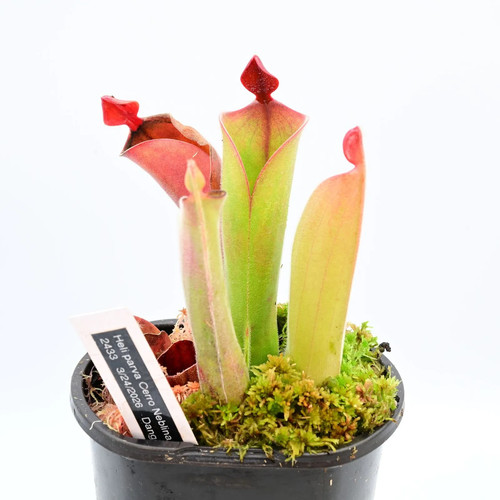 Heliamphora parva cerra - heliamphora,