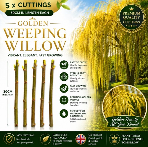 Golden weeping willow - golden,