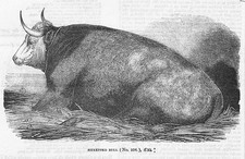 CATTLE Hereford Bull - Antique