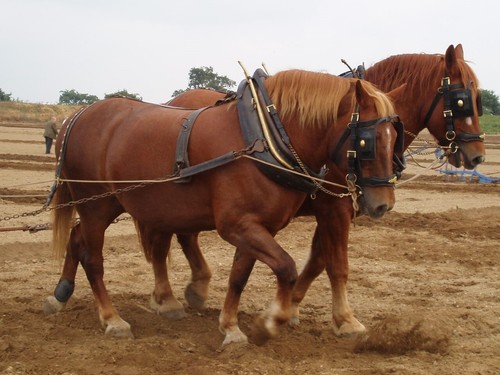 Suffolk punch horses - punch, glossy
