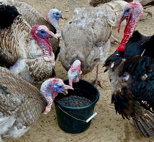 Assorted color turkey - assorted,