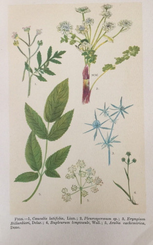 Antique print parsley - antique,