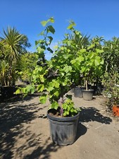 3ft Red Grape Tree Crimson Seedless . Premium Quality Personal Delivery