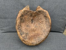 Large Edmontosaurus sp