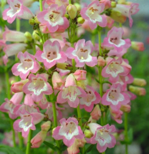 Penstemon fujiyama perennial - penstemon,