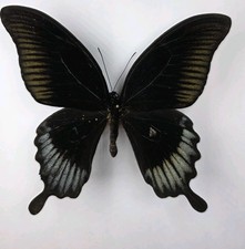Papilio Ascalaphus A-/A2 Set