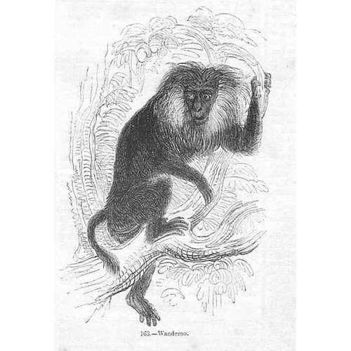 Wanderoo monkey lion - wanderoo, or