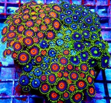 WYSIWYG - Mix Zoas Premium