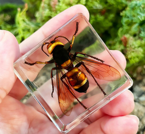 Wasp small animal - small,