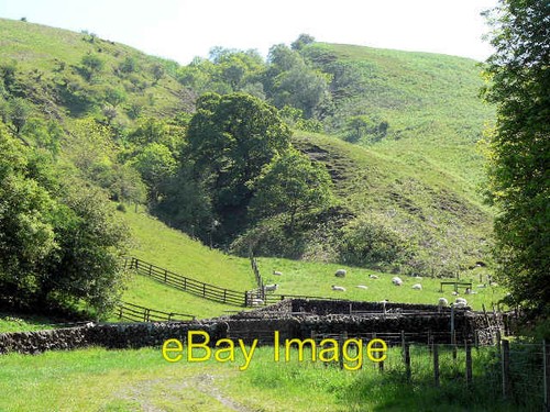 Photo 6x4 sheep - photo, handling