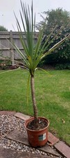 Cordyline Australis Almost 4'