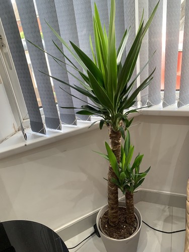 Yucca indoor plant 100 - indoor,