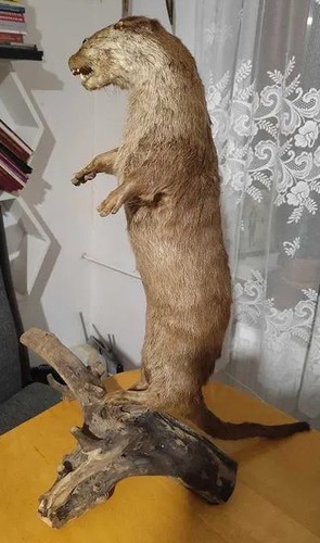 Real full body - full, european
