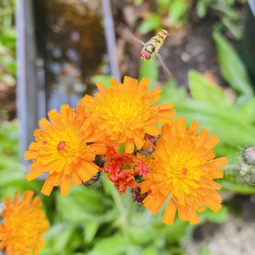Fox and cubs flower - fox, hieracium