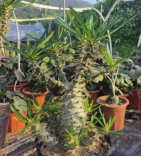 Sale rare plant pachypodium - plant,