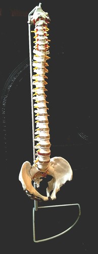 New professional human spine - new,