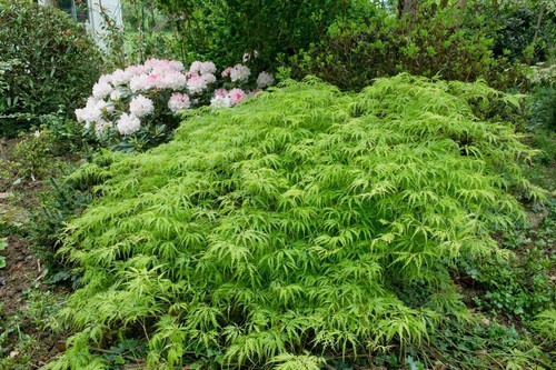 Acer palmatum dissectum - palmatum,