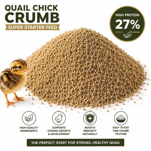 Superstarter quail partridge - quail,