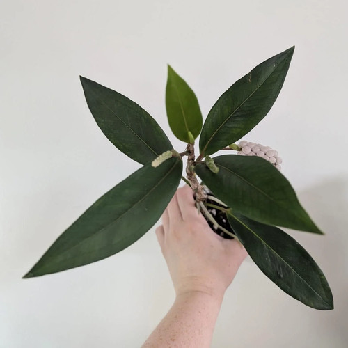 Anthurium scandens