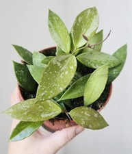 Hoya Gracilis Pot12 Cm