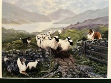 Shetland Sheepdog Color Print