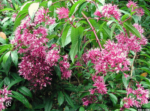 Fuchsia arborescens 9cm pot - arborescens,