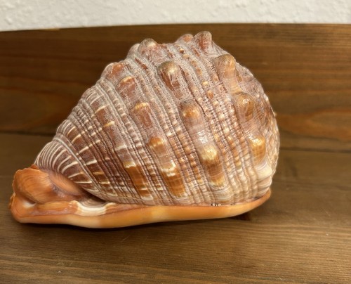 Large real seashell fish - large,
