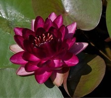 ALMOST  BLACK WATER LILY POND