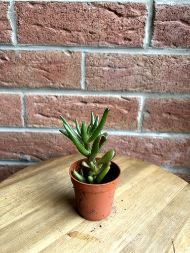 Rooted crassula ovata - 8.5, cm
