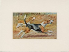 BEAGLE HOUND OLD 1958 NATIONAL GEOGRAPHIC DOG ART PRINT MOUNTED