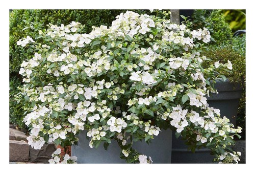 Hydrangea runaway bride - hydrangea,