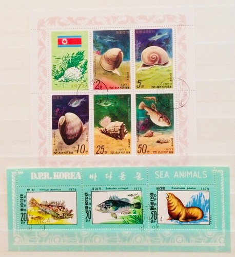 Sea marine animal - animal, snail
