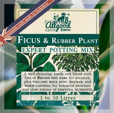 Ficus & Rubber Plant Expert