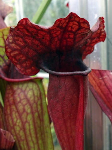 Sarracenia triceratops - sarracenia, “triceratops”