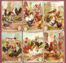 Chicken breeds poultry cockerel hens old 1897 German Liebig set trade cards #100