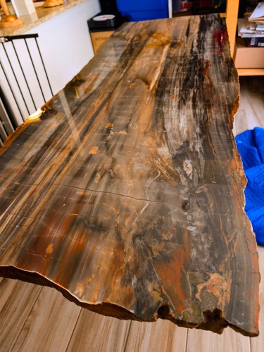 Large polished petrified wood - large,
