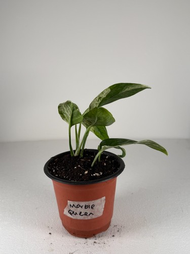 Marble queen pothos - queen, |