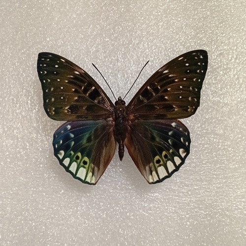 Dichorragia ninus butterfly - dichorragia,