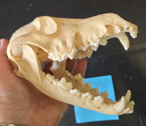 Real coyote skull 15 - real, #15