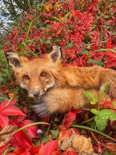 Wild Red Fox Soft Mount (semi