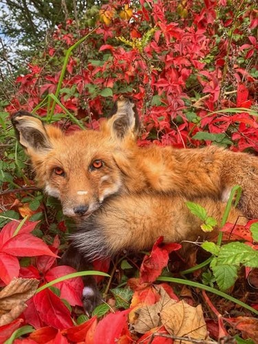 Wild red fox - red, (semi