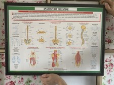 Vintage Medical Anatomical Art