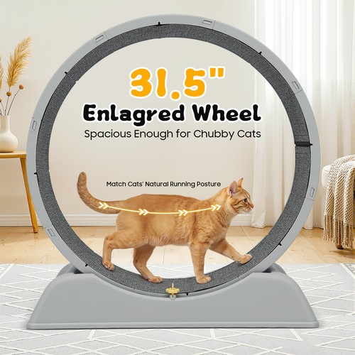 Cat wheel exerciser running - exerciser,