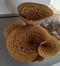Dryad's saddle / Pheasants