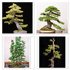 Japanese Larch starter bonsai