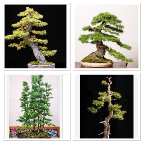 Japanese larch starter - japanese, bonsai